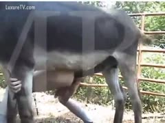 A guy gets drilled after thrilling a bull.